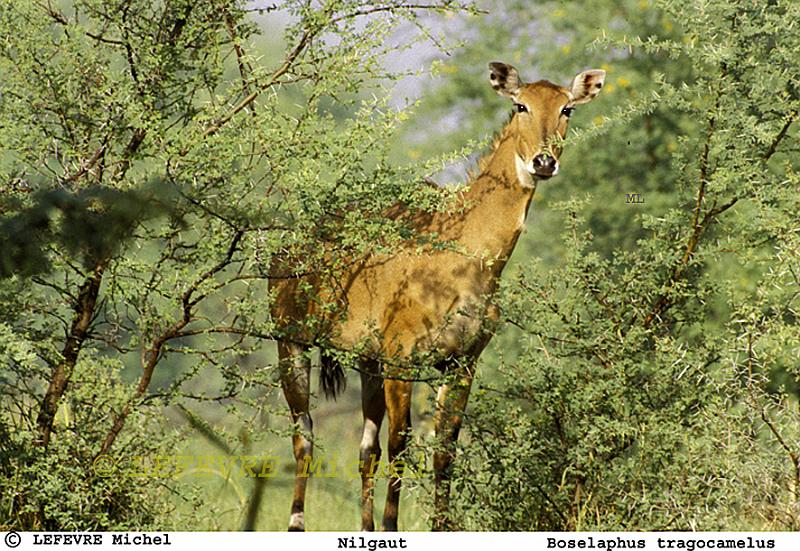 349 Nilgaut.jpg - Nilgaut - Boselaphus tragocamelus - Bharatpur - Rasjasthan -Inde